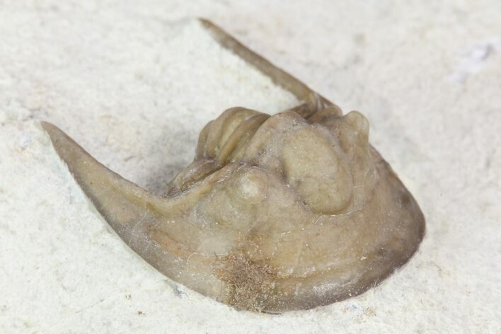 Enrolled Cordania Trilobite - Black Cat Mountain, Oklahoma #104103